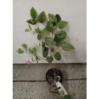 LOROPETALUM zimozielona miododajna - sadzonki 30 / 40 cm
